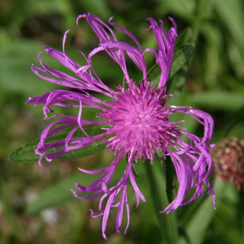 Wiesen-Flockenblume / Centaurea jacea